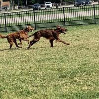 Summit Park Dog Park ico