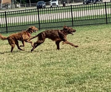 Summit Park Dog Park