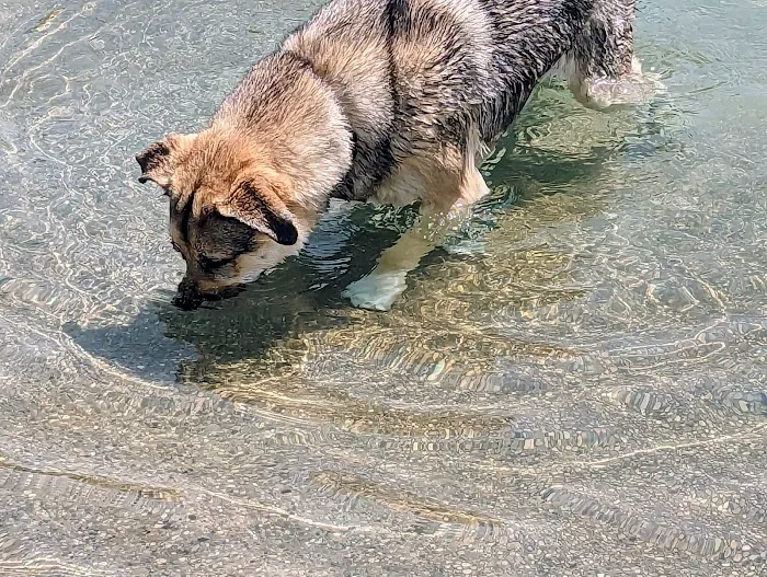 Furfield Dog Park 10