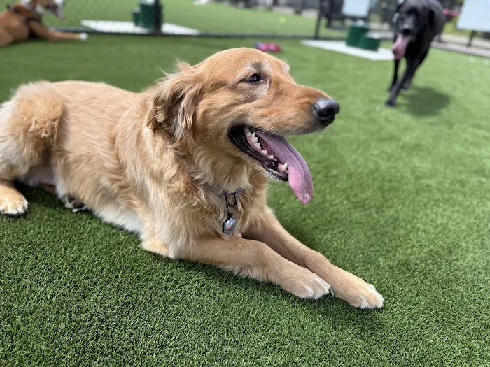 Brave Like Brayden Dog Park 9