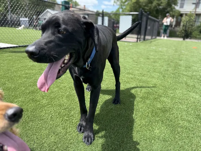 Brave Like Brayden Dog Park 10