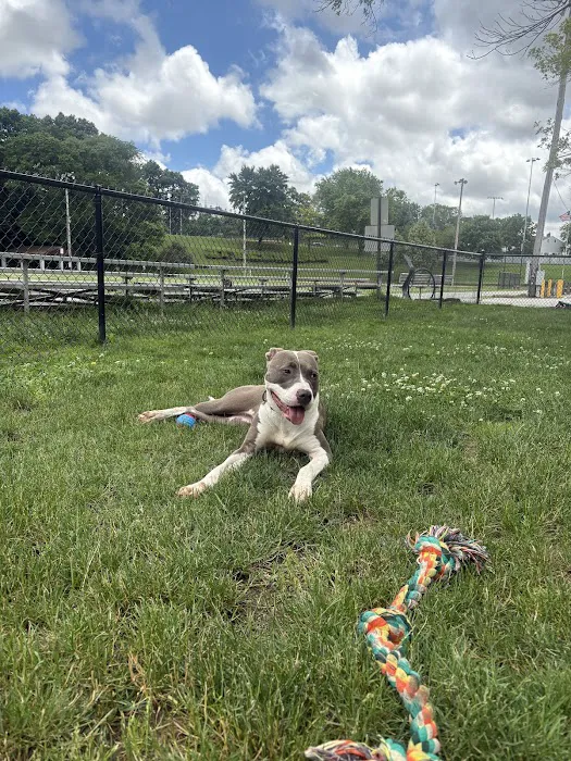 Lower Ross Dog Park 2