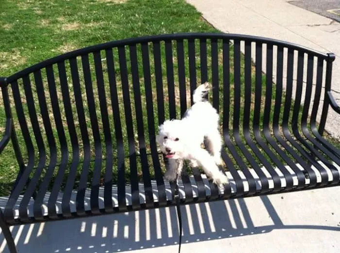 Oakley Station Dog Park 2