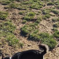 Oakley Station Dog Park ico
