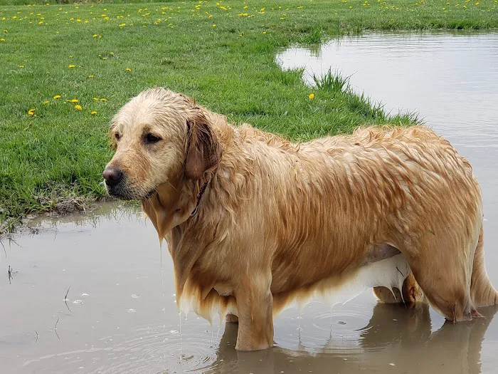 Tom Harvey Memorial Dog Park 3