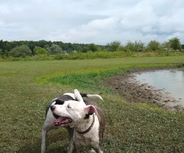 Tom Harvey Memorial Dog Park