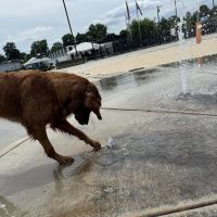 RJ Wags Park ico