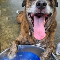 Otto Armleder Dog Park ico