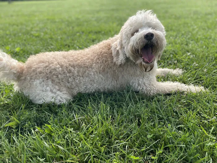 Otto Armleder Dog Park 7