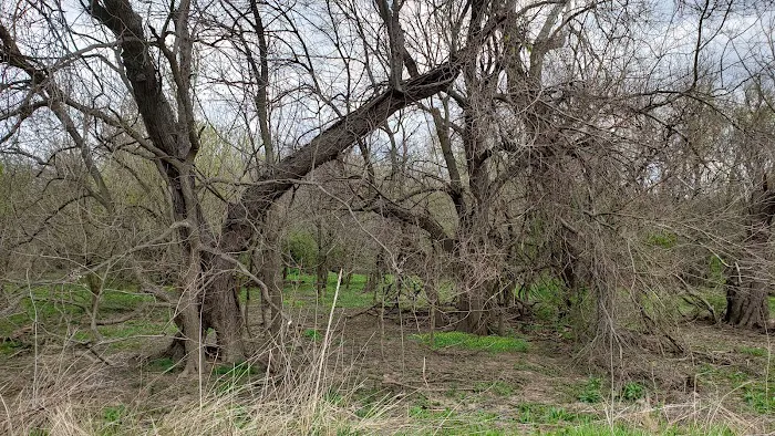 Otto Armleder Dog Park 6