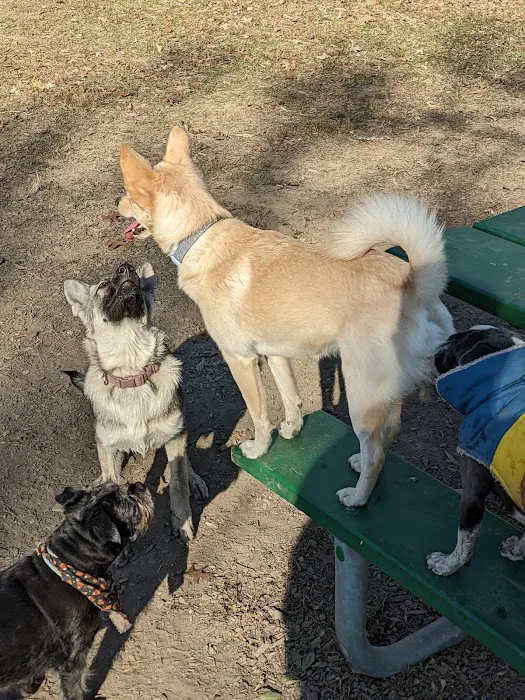 Mt. Airy Dog Park 3