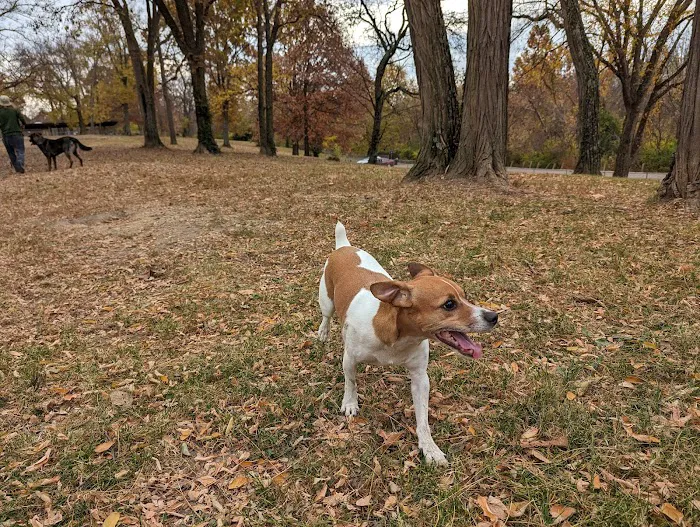 Mt. Airy Dog Park 10