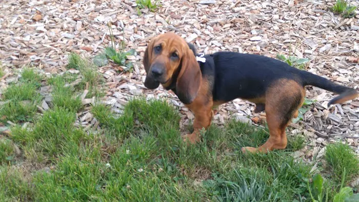 Mt. Airy Dog Park 9