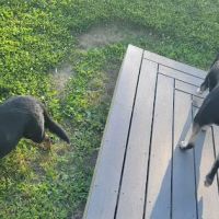 Northside Bark Dog Park ico