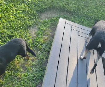 Northside Bark Dog Park