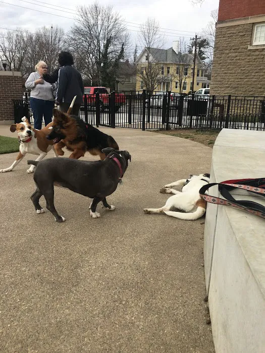 Westwood Dog Park 8