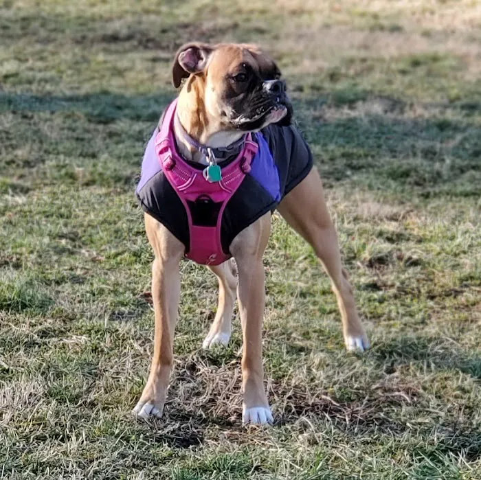 Harrison Dog Park 8