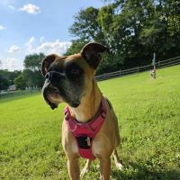 Harrison Dog Park ico