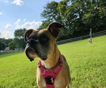 Harrison Dog Park