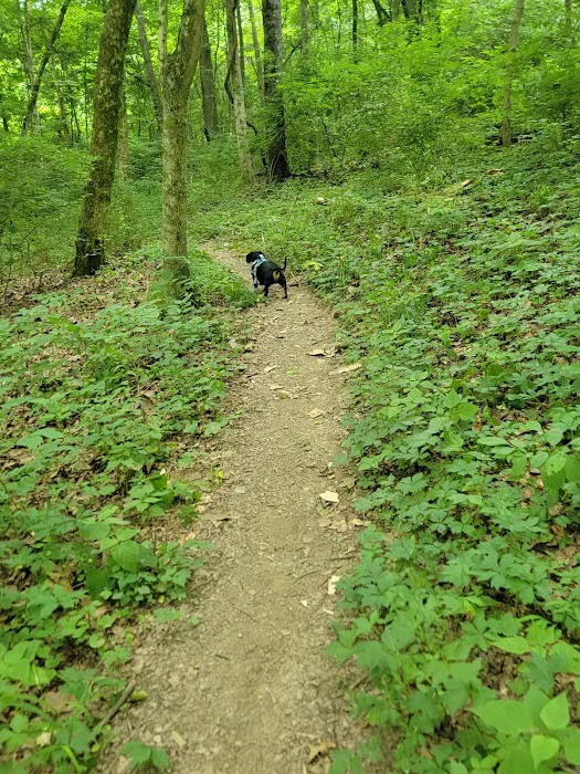 David J Stricker Dog Park 8