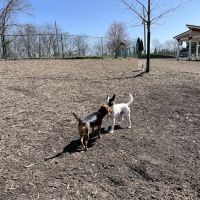Fort Thomas Dog Park ico