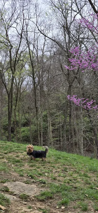 Fort Thomas Dog Park 9