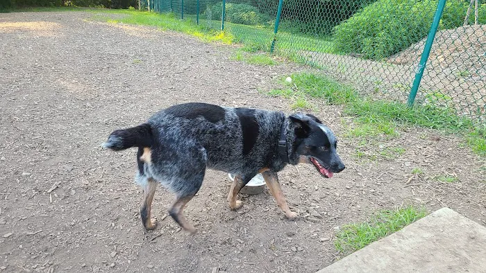 Fort Thomas Dog Park 3