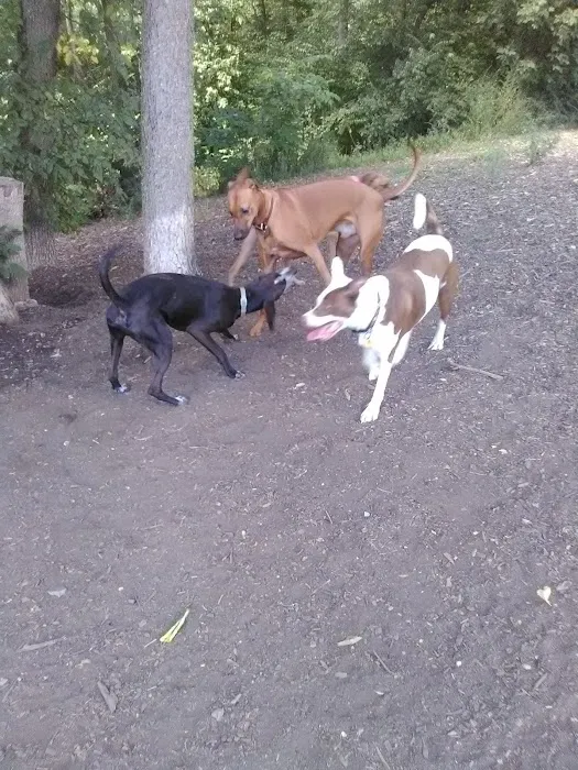 Fort Thomas Dog Park 4