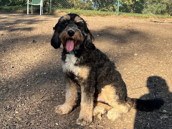 Fort Thomas Dog Park 7