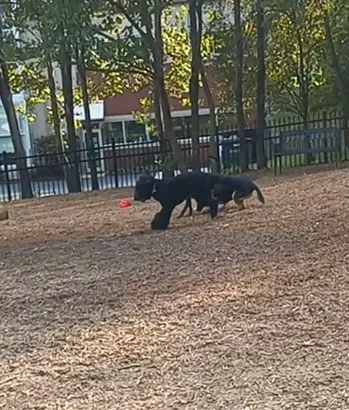 Newport Dog Park 2