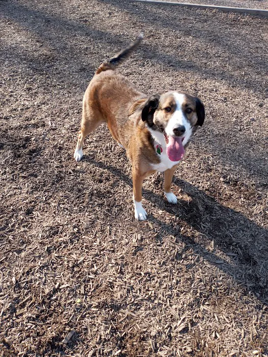 Newport Dog Park 10