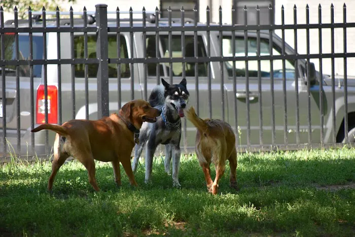Newport Dog Park 3