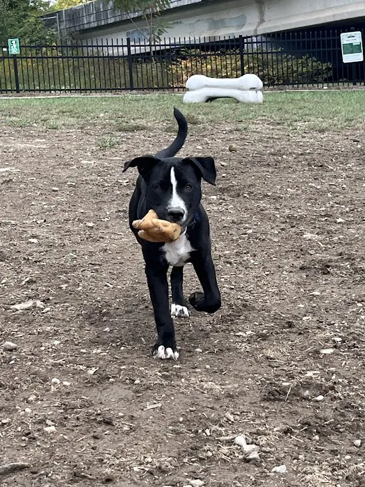 Newport Dog Park 4