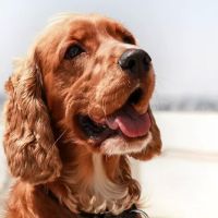 East Row Dog Park ico