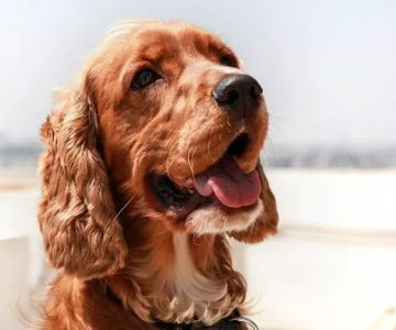 East Row Dog Park