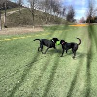 Fido Field ico