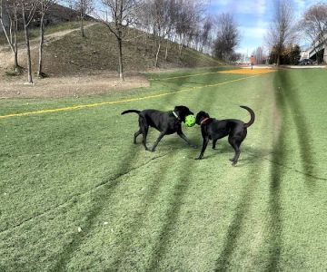 Fido Field