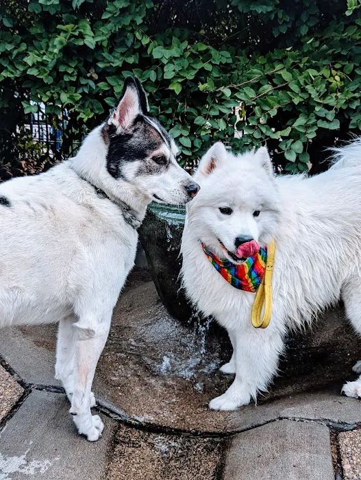 Dog Park at Washington Park 2