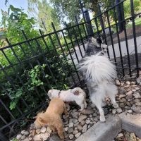 Dog Park at Washington Park ico