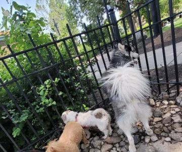 Dog Park at Washington Park
