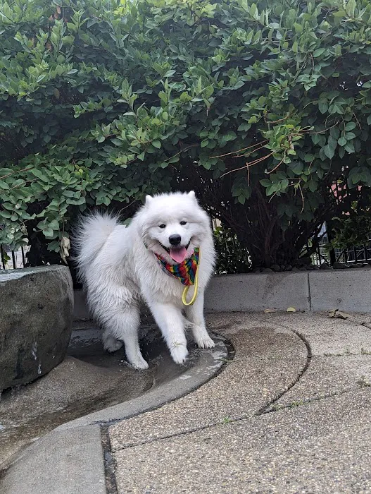 Dog Park at Washington Park 3