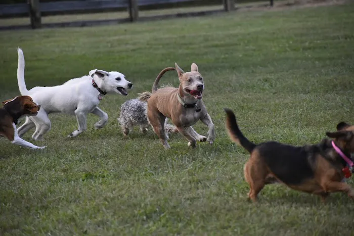 Boone County Dog Park 1