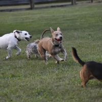 Boone County Dog Park ico