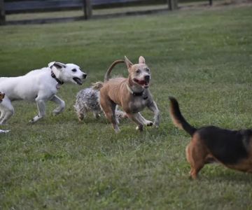 Boone County Dog Park