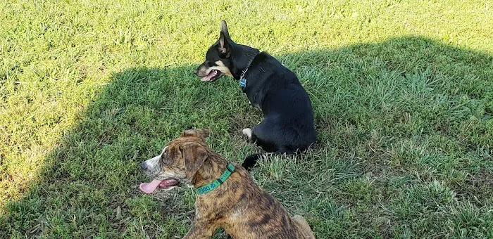 Boone County Dog Park 8