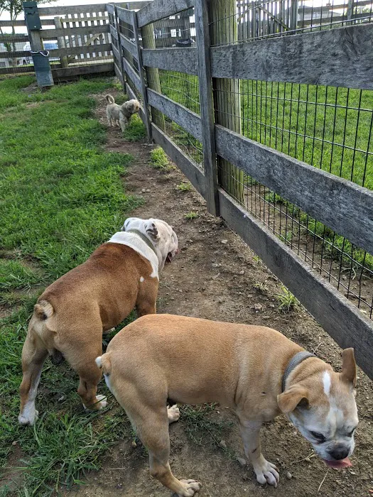Aurora Dog Park 7