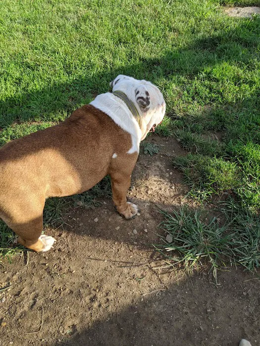 Aurora Dog Park 4