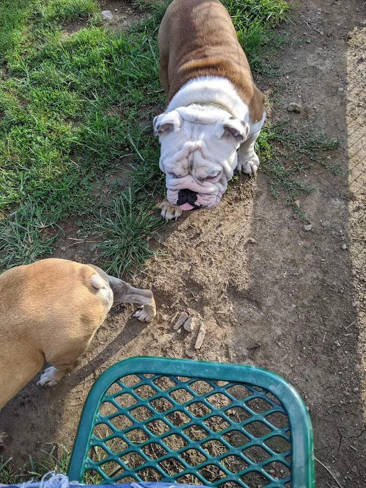 Aurora Dog Park 10