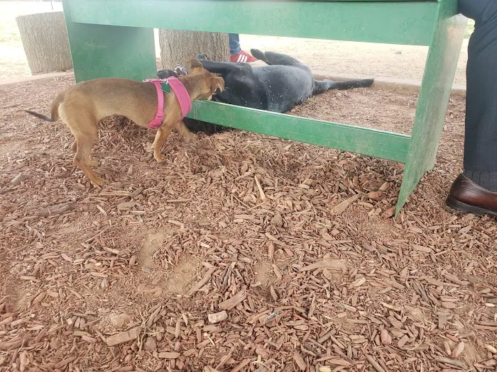 Midtown Mutts Dog Park 6
