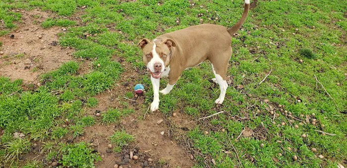 Midtown Mutts Dog Park 9